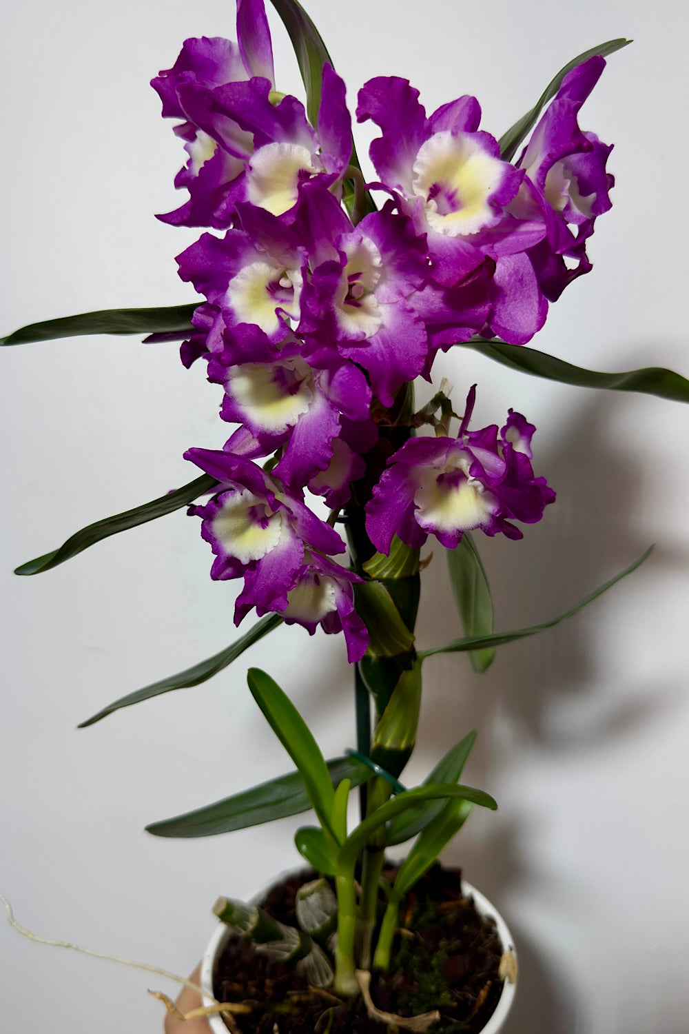 Orhideja Dendrobium Nobile