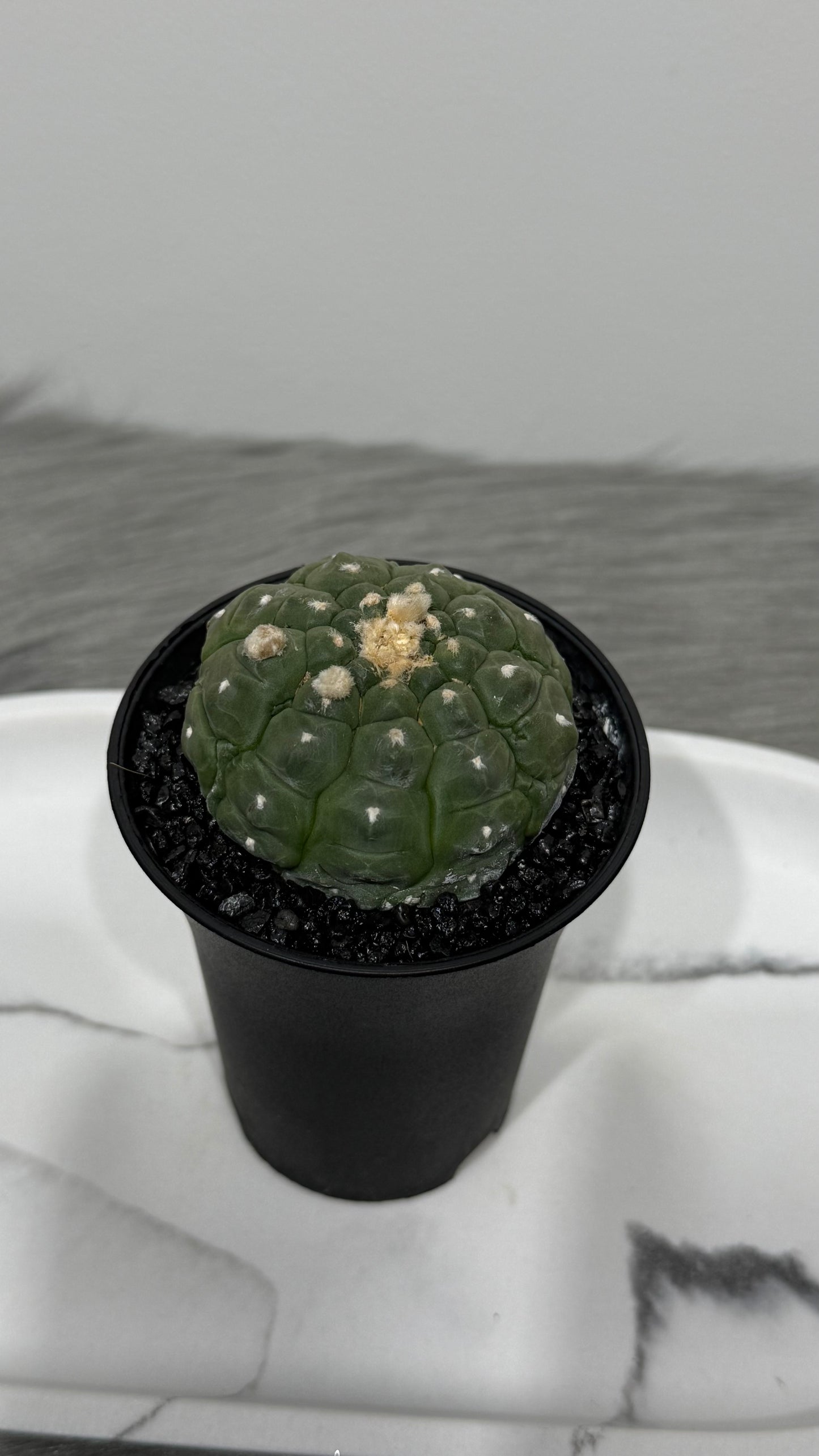 Astrophytum Asterias