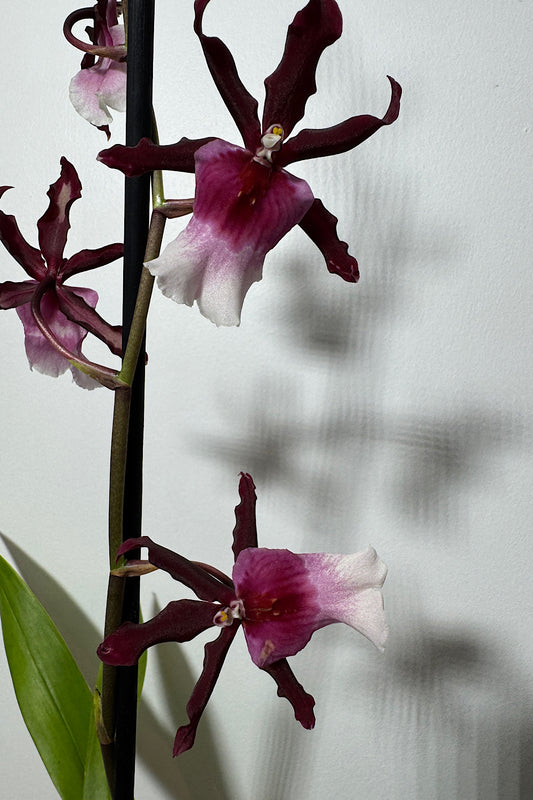 Orhideja Cambria 10 SMARŽO! - www.augi-plants.lv