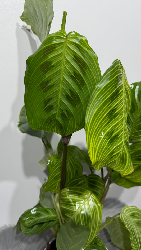 Maranta Fantasy