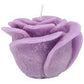Rose lila