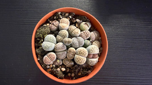 Lithops 1