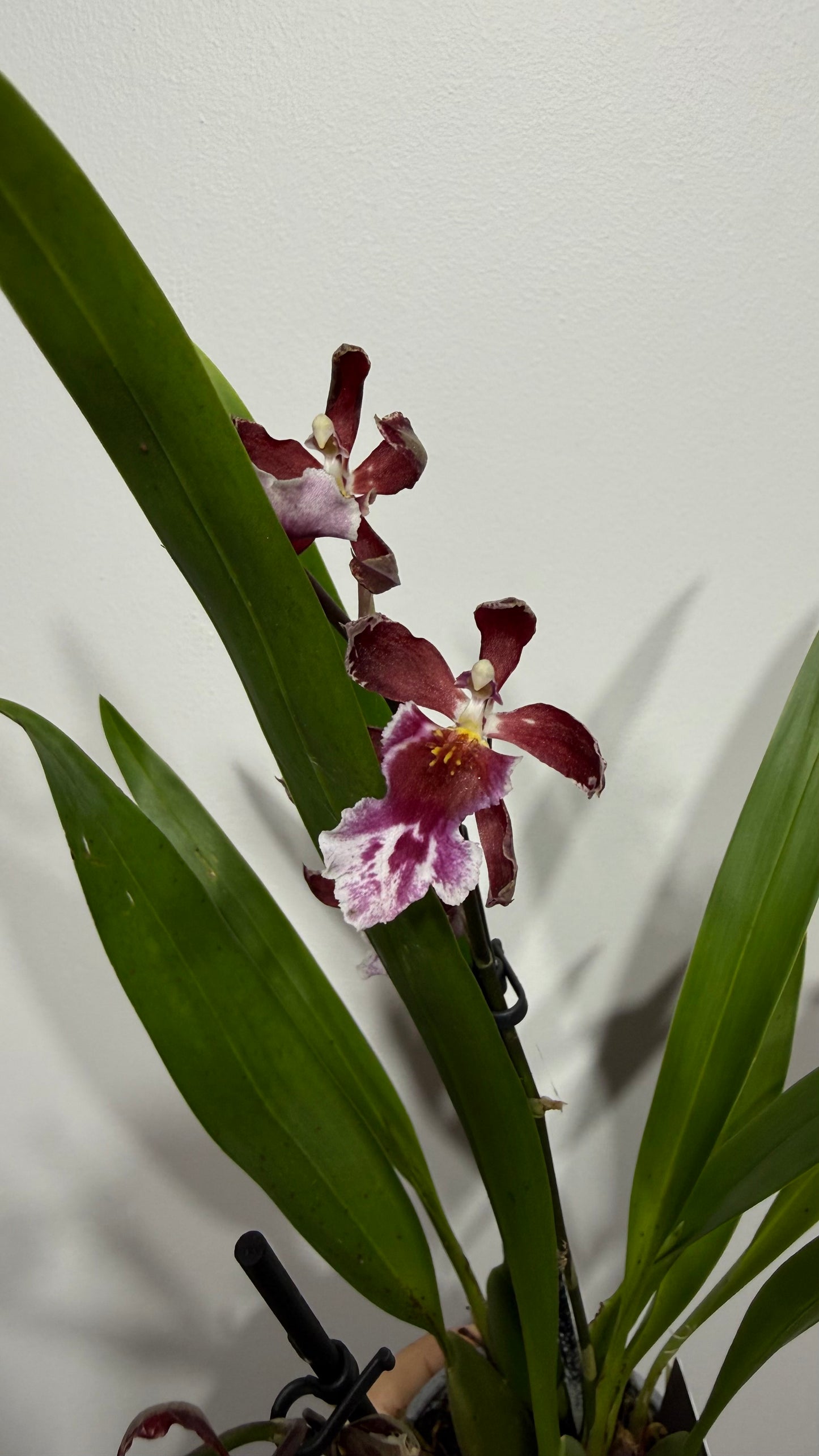 Orhideja Cambria 10 SMARŽO!