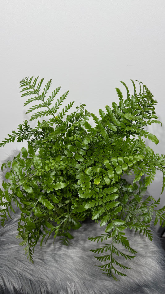 Asplenium Parvati