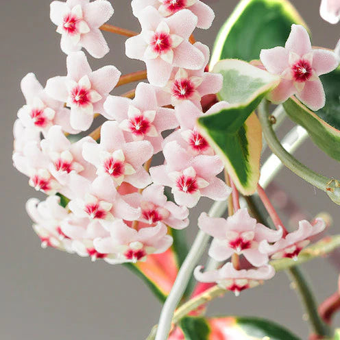Hoya carnosa Krimson Queen Splash