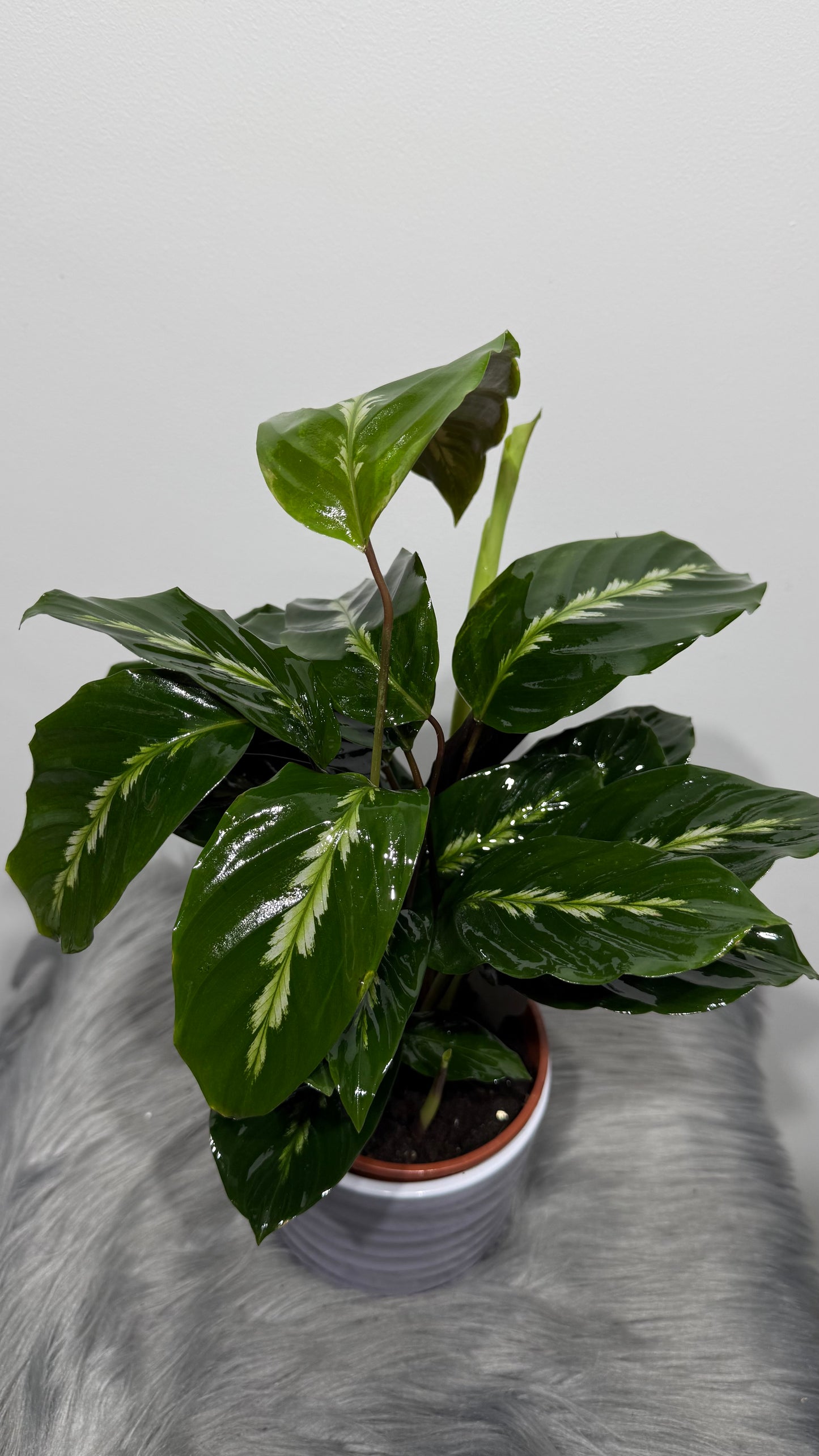 Calathea 4