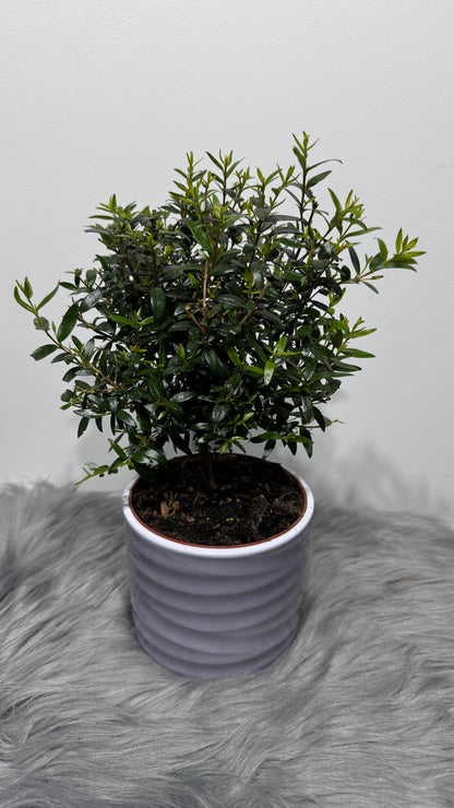 Myrtus Communis Mirte