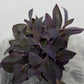 Tradescantia