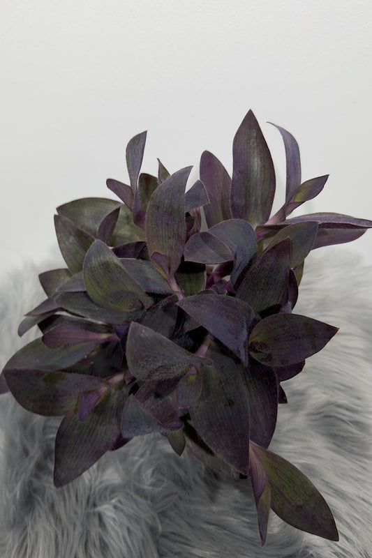 Tradescantia