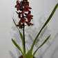 Orhideja Cambria 4 - www.augi-plants.lv