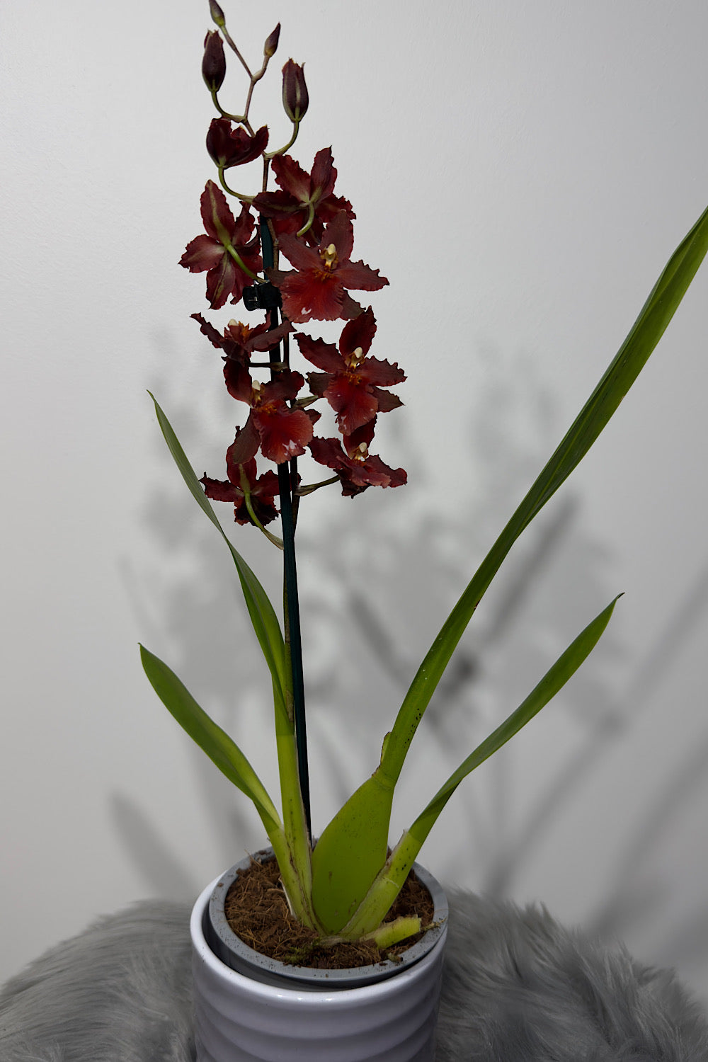 Orhideja Cambria 4 - www.augi-plants.lv