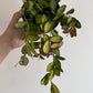 Hoya 'DS-70' - www.augi-plants.lv