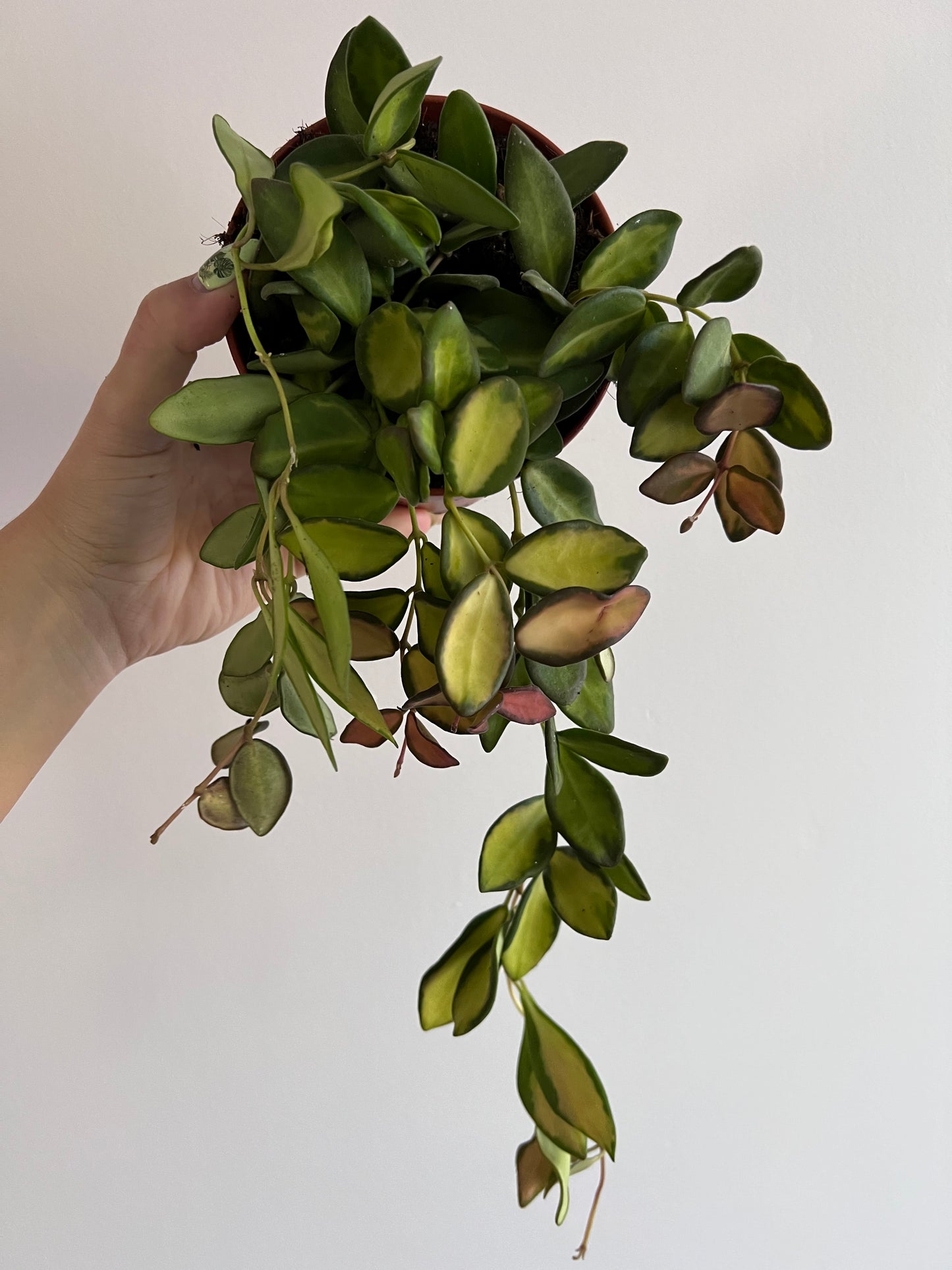 Hoya 'DS-70' - www.augi-plants.lv
