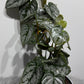 Philodendron Brandtianum