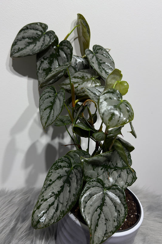 Philodendron Brandtianum