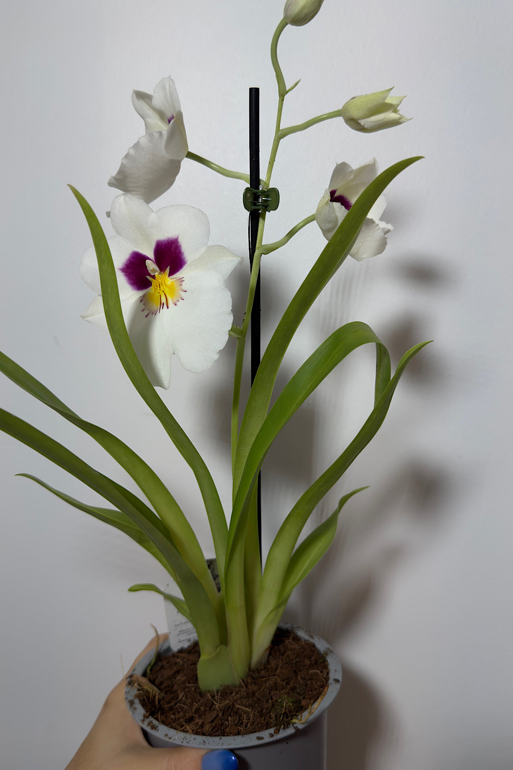 Orhideja Miltoniopsis 1