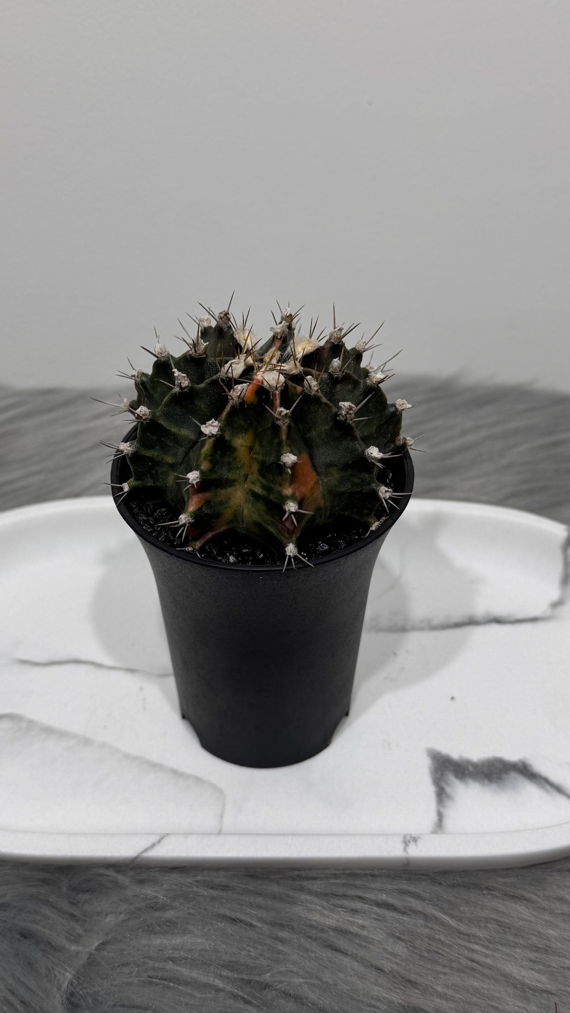 Gymnocalycium mihanovichii variegata - www.augi-plants.lv