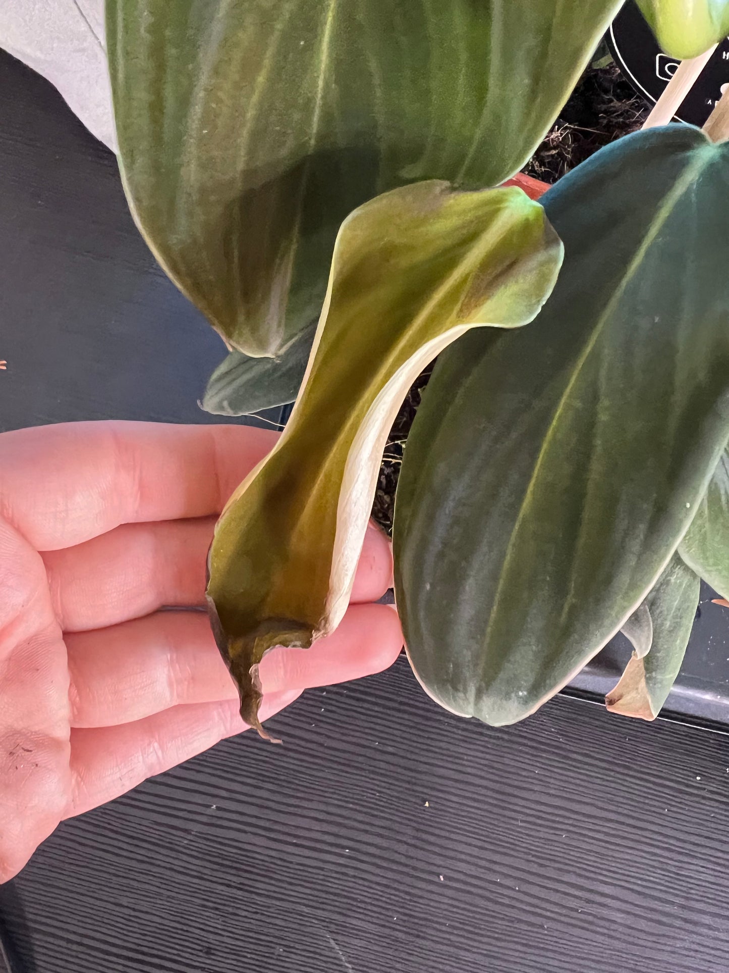 Philodendron gigas
