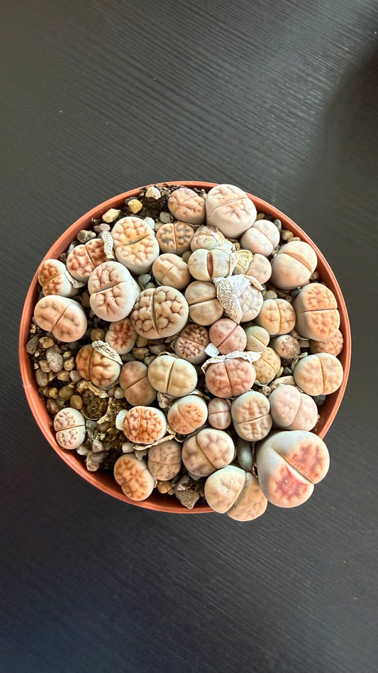 Lithops 4