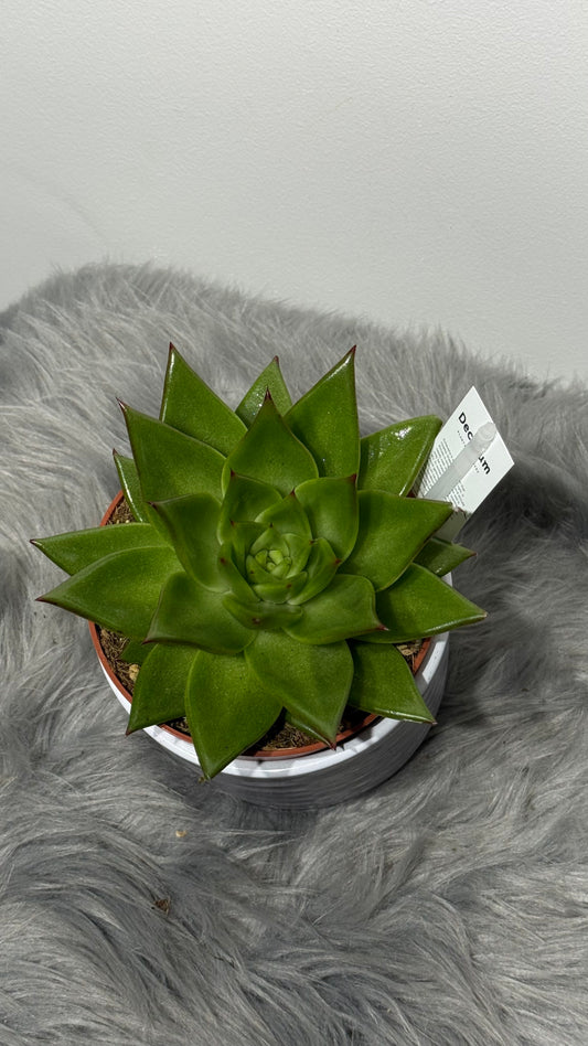 Echeveria 5