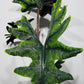 Alocasia Jacklyn
