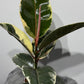 Ficus elastica Tineke