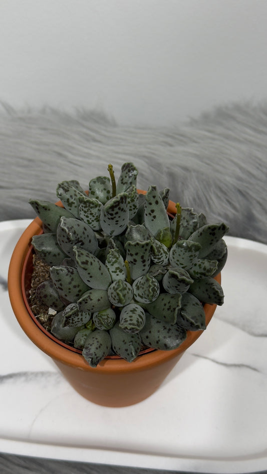 Adromischus 4