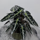 Alocasia Bambino Arrow