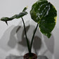 Alocasia Mickey Mouse