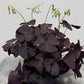 Oxalis