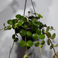 Peperomia 'Hope'