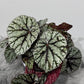 Begonia Rex 2