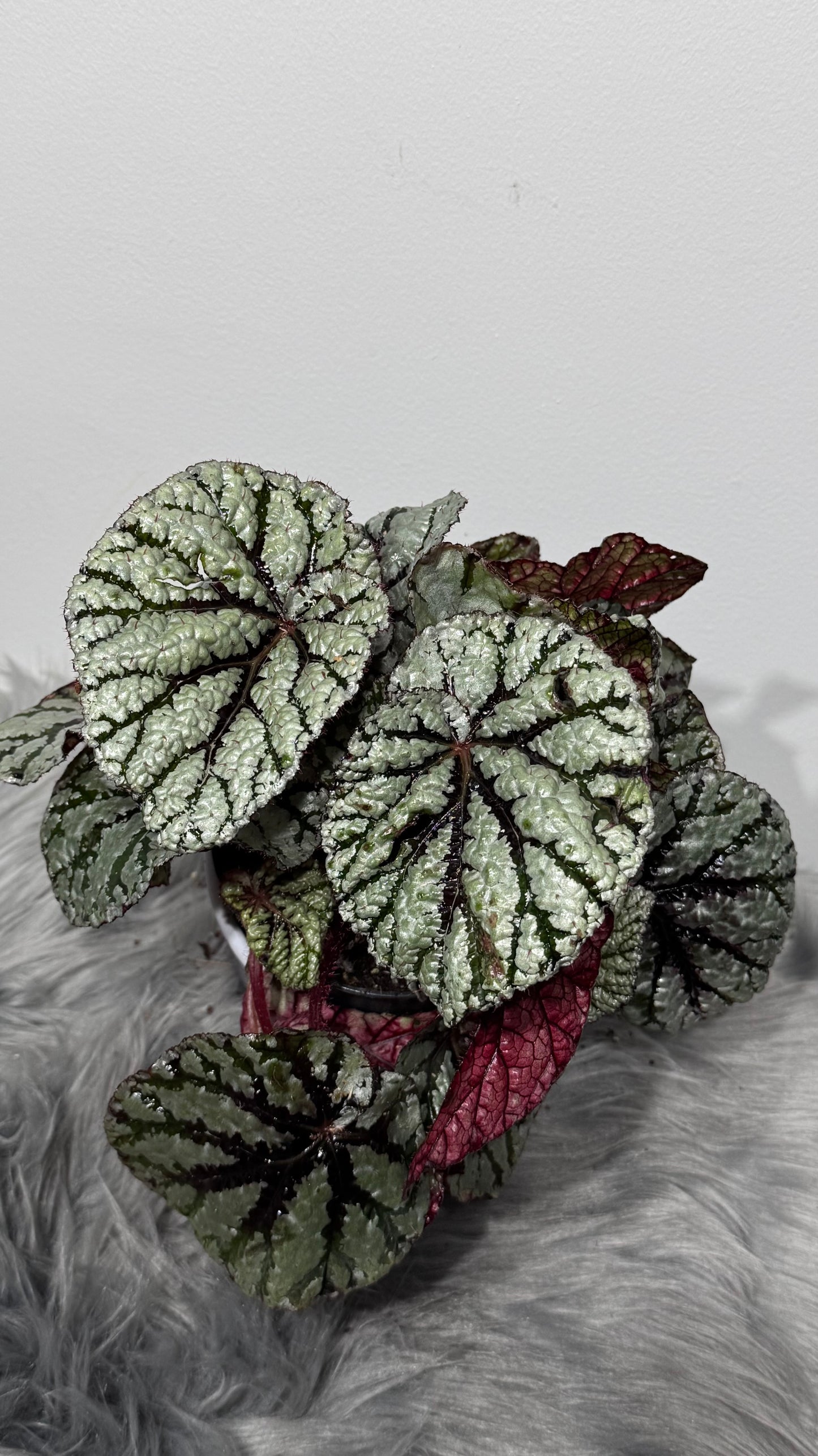 Begonia Rex 2