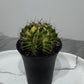 Gymnocalycium mihanovichii variegata - www.augi-plants.lv