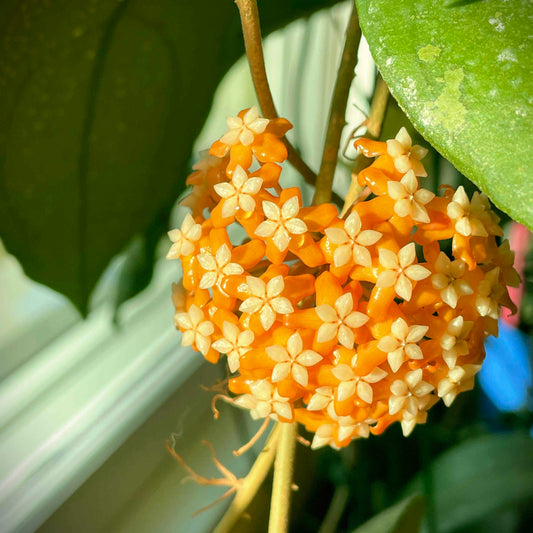 Hoya aff vitellina
