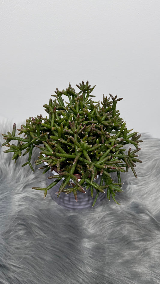 Rhipsalis 3