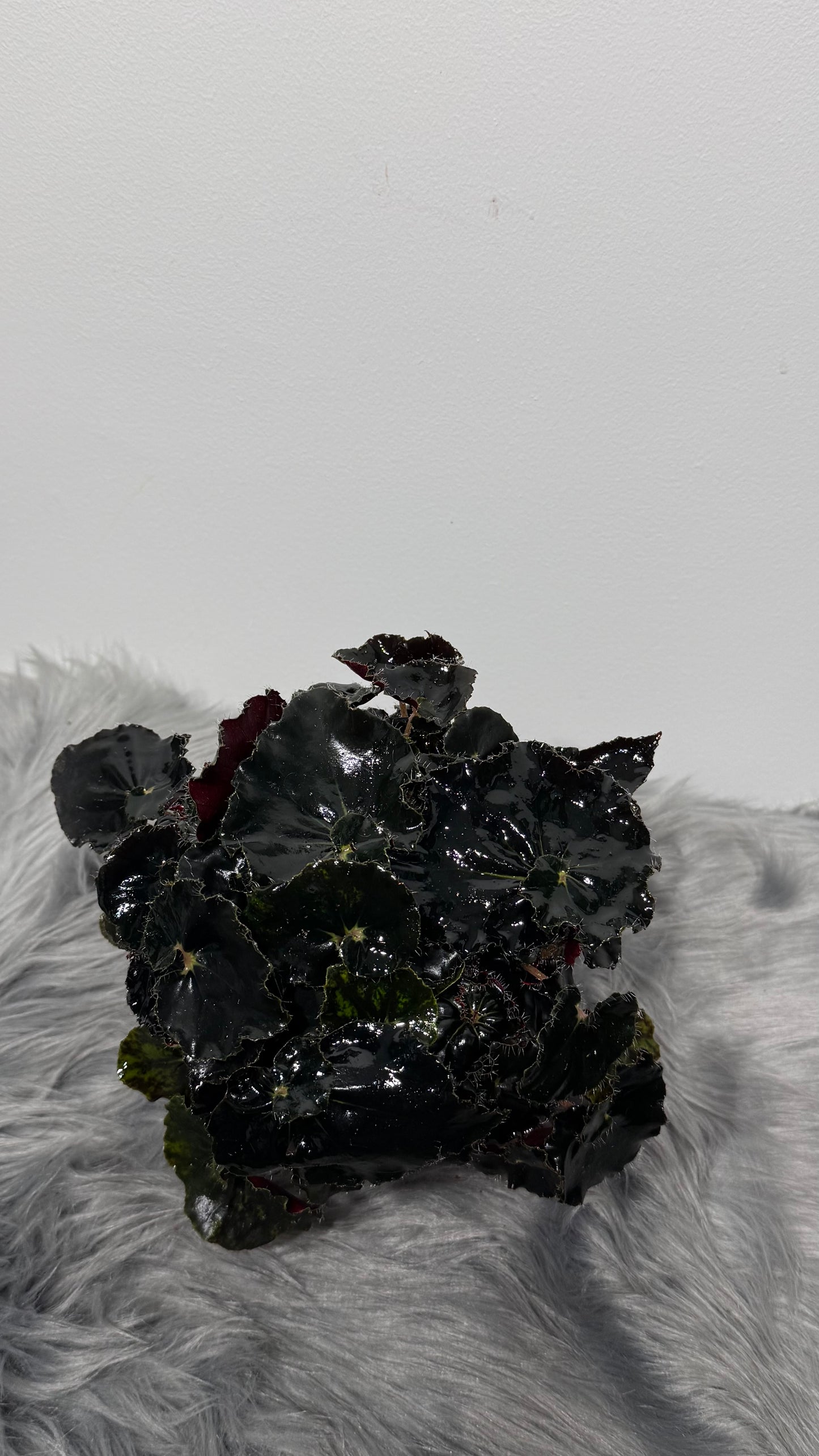 Begonia Dark Mamba