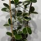 Hoya Australis Blondie