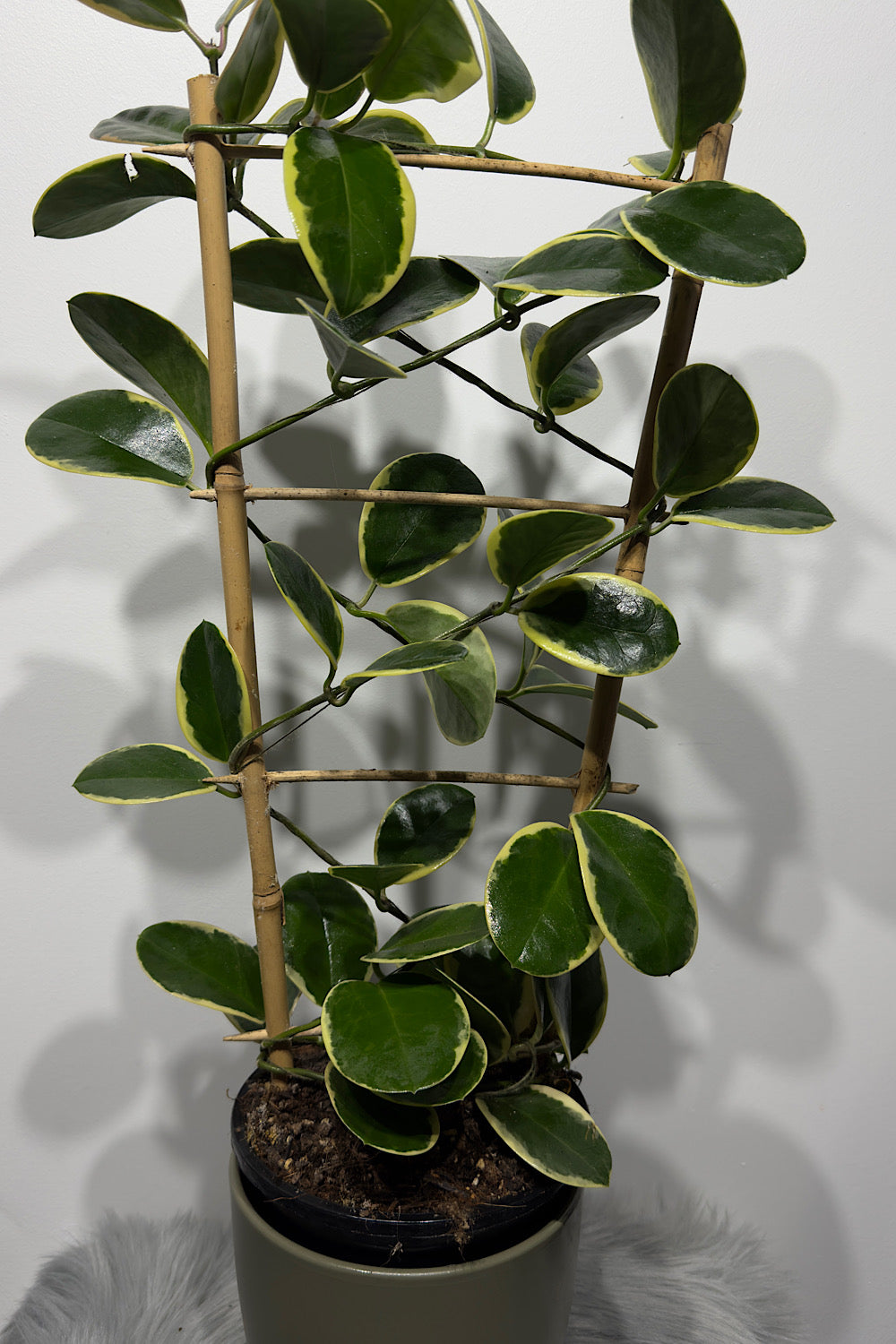 Hoya Australis Blondie