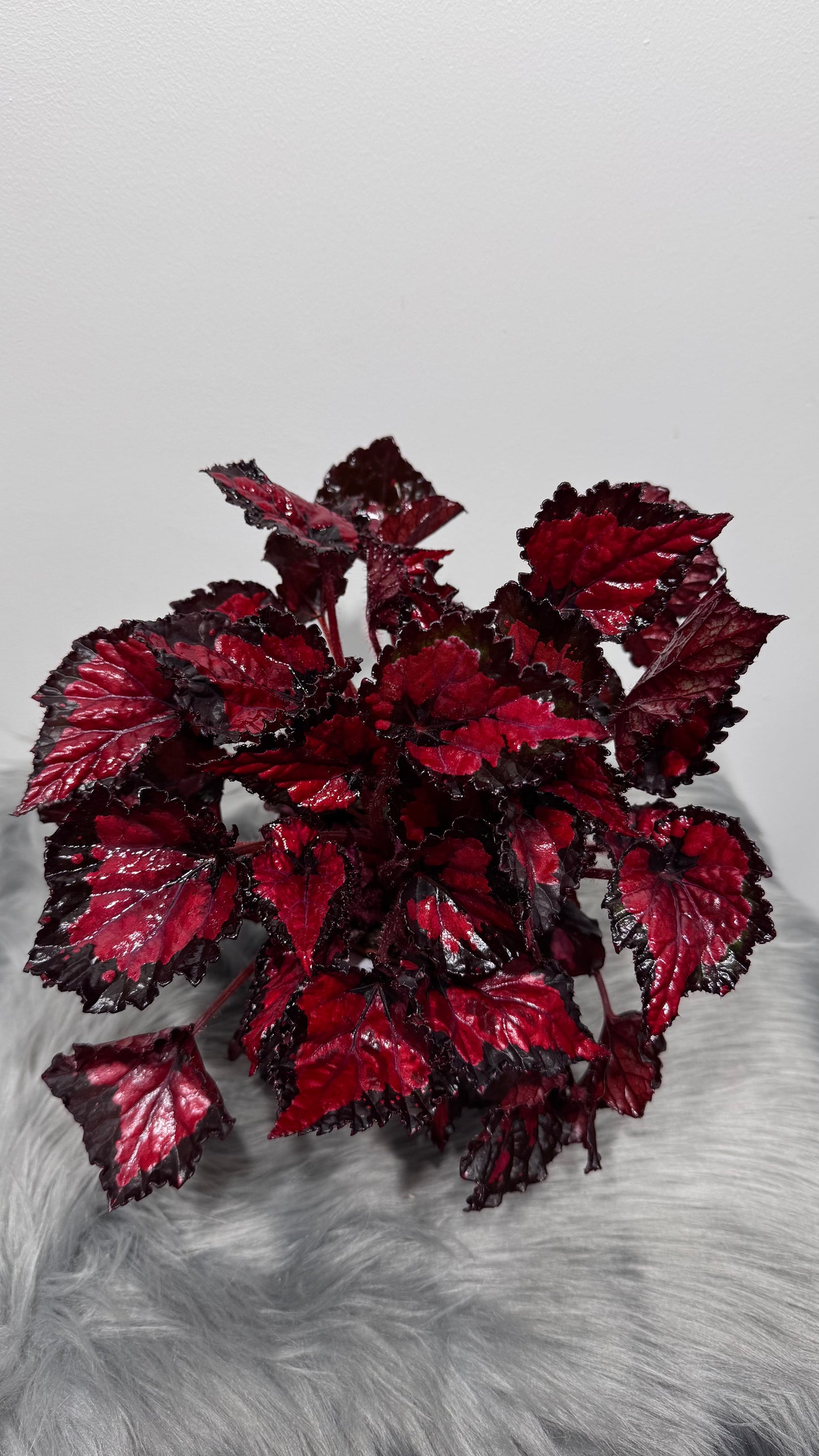 Begonia Beleaf 5