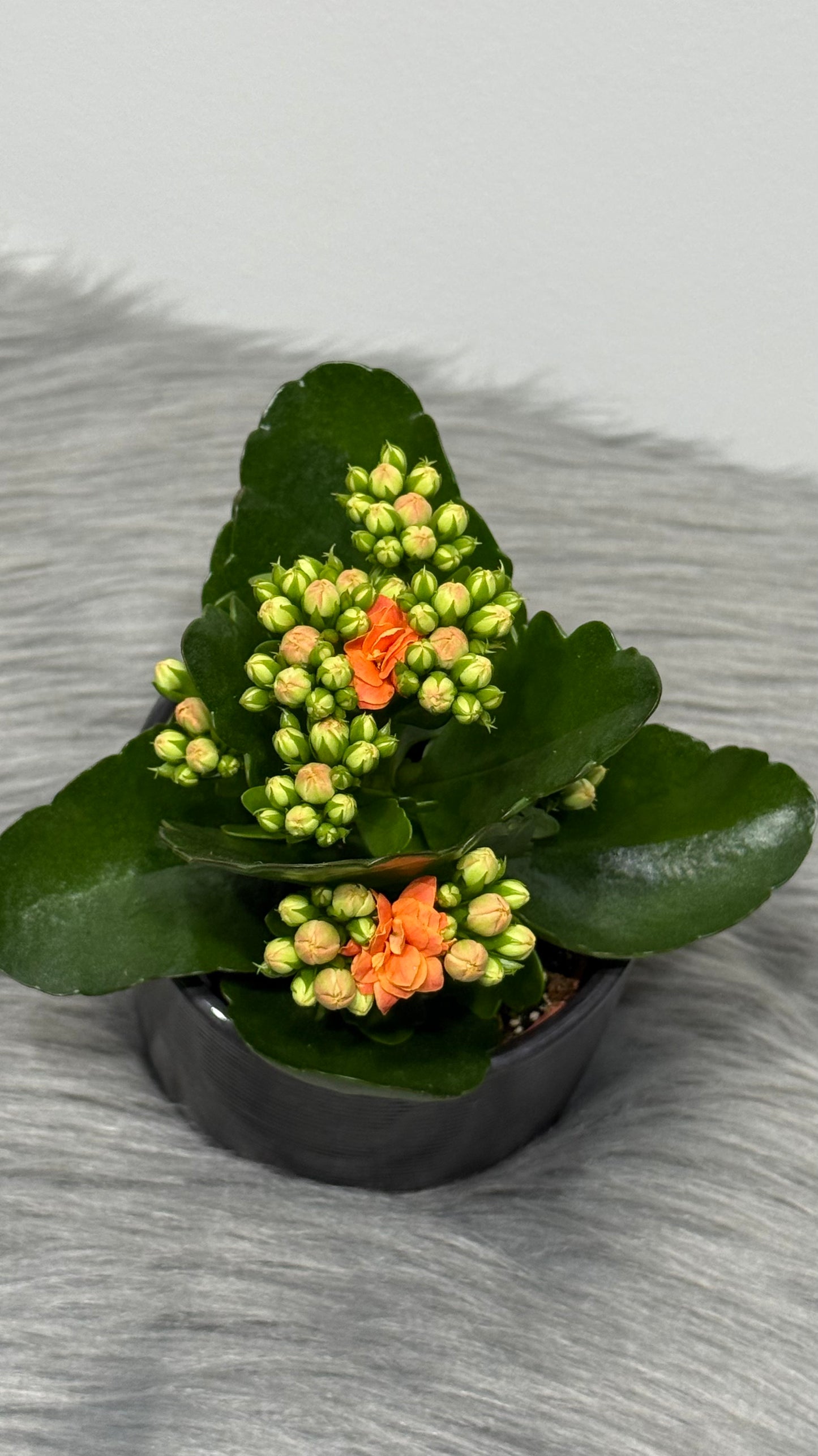 Kalanchoe Orange