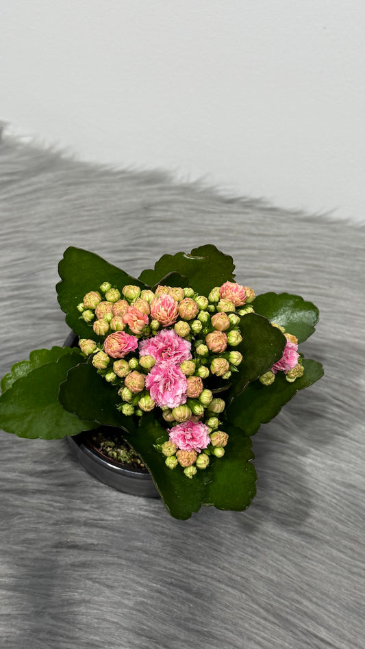 Kalanchoe Pink light