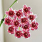 Hoya wayetii - www.augi-plants.lv