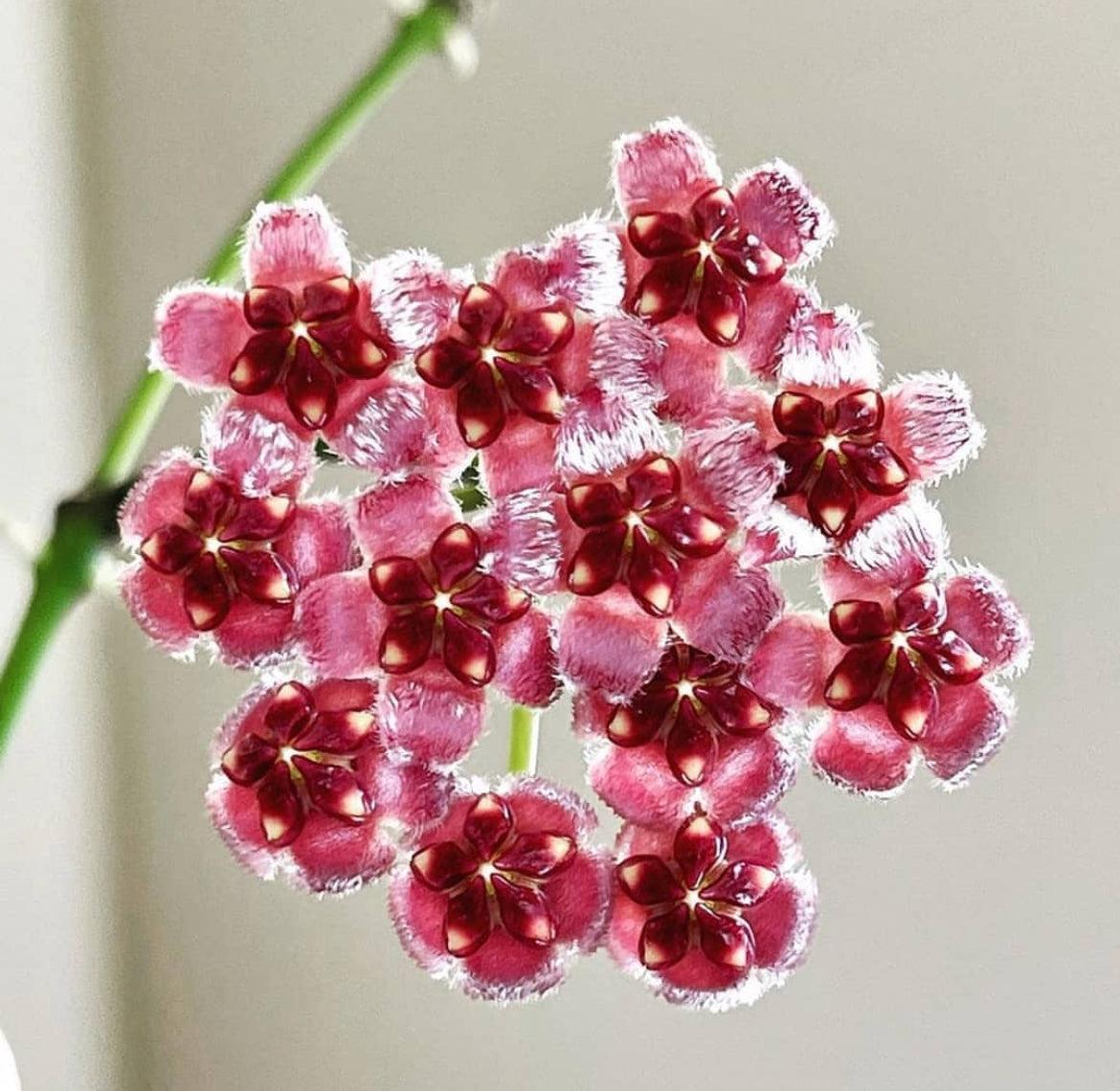 Hoya wayetii - www.augi-plants.lv