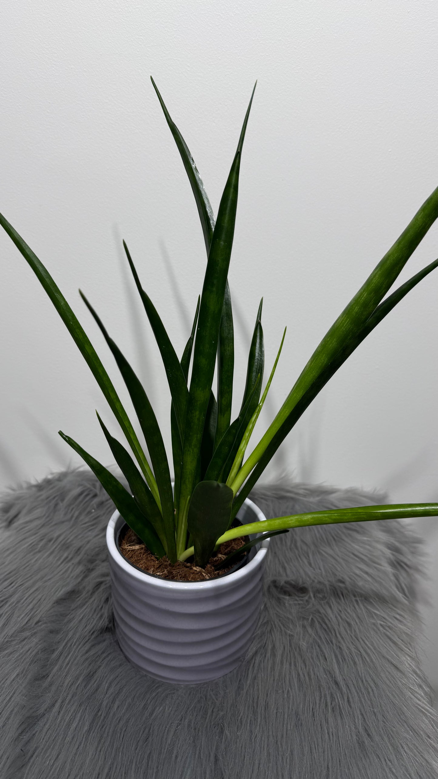 Sansevieria 10