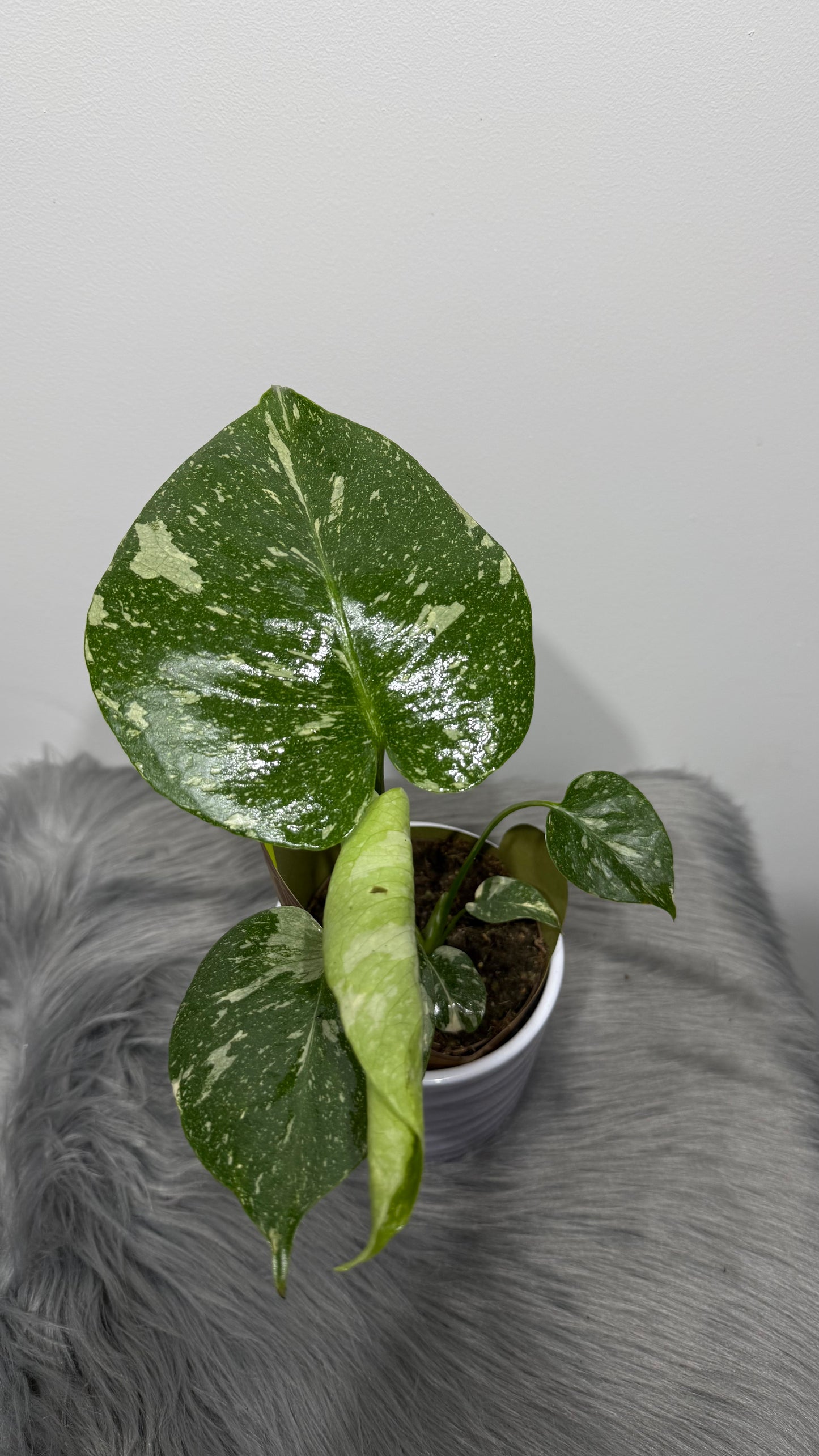 Monstera Thai Constellation