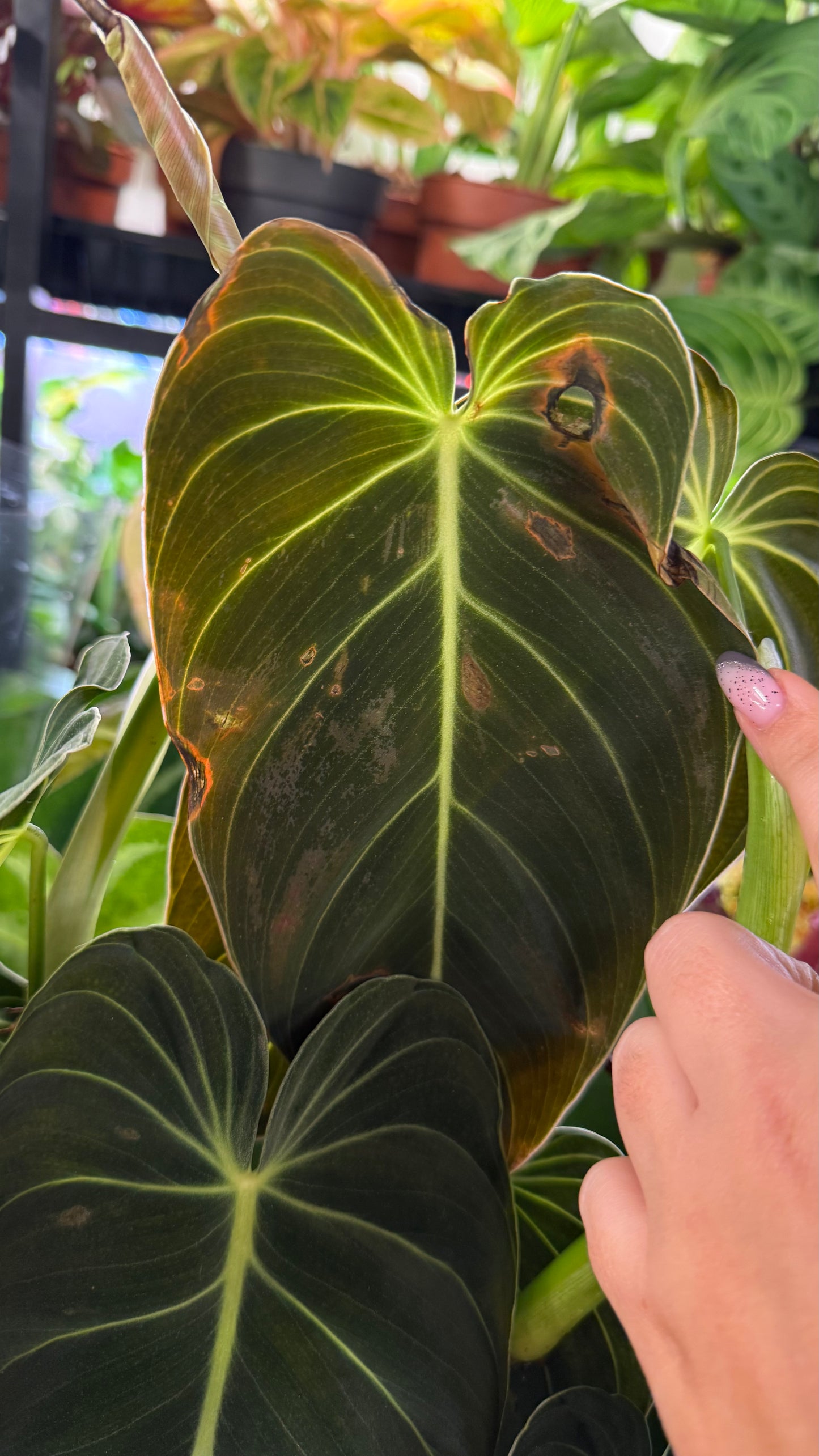 Philodendron melanochrysum