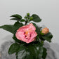 Hibiscus rose double