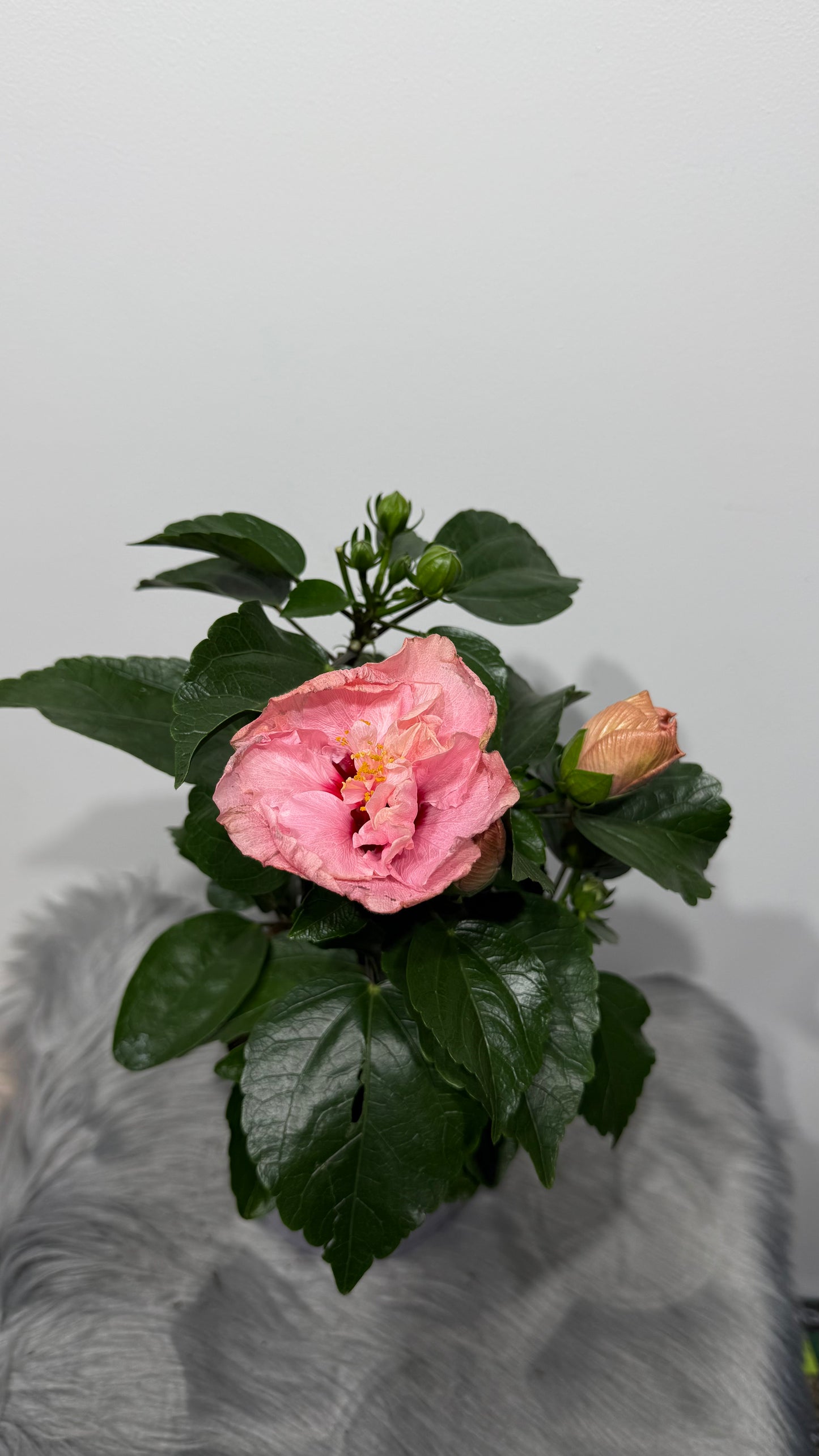 Hibiscus rose double