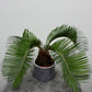 Cycas Revoluta